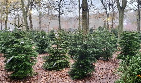 Bawtry Forest Christmas Trees